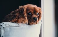 L’interdiction d’animaux dans un logement